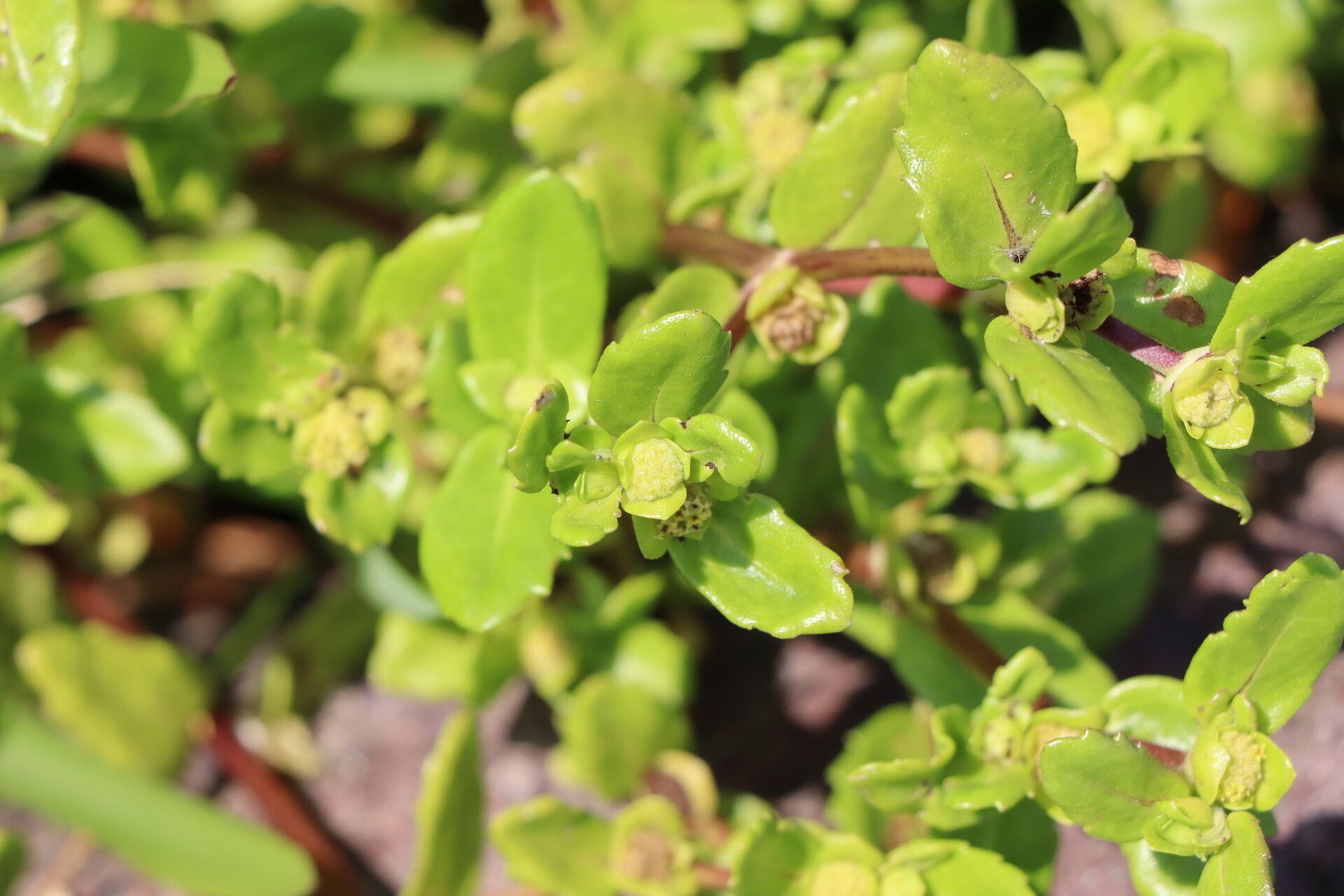 Enydra sessilis leaf