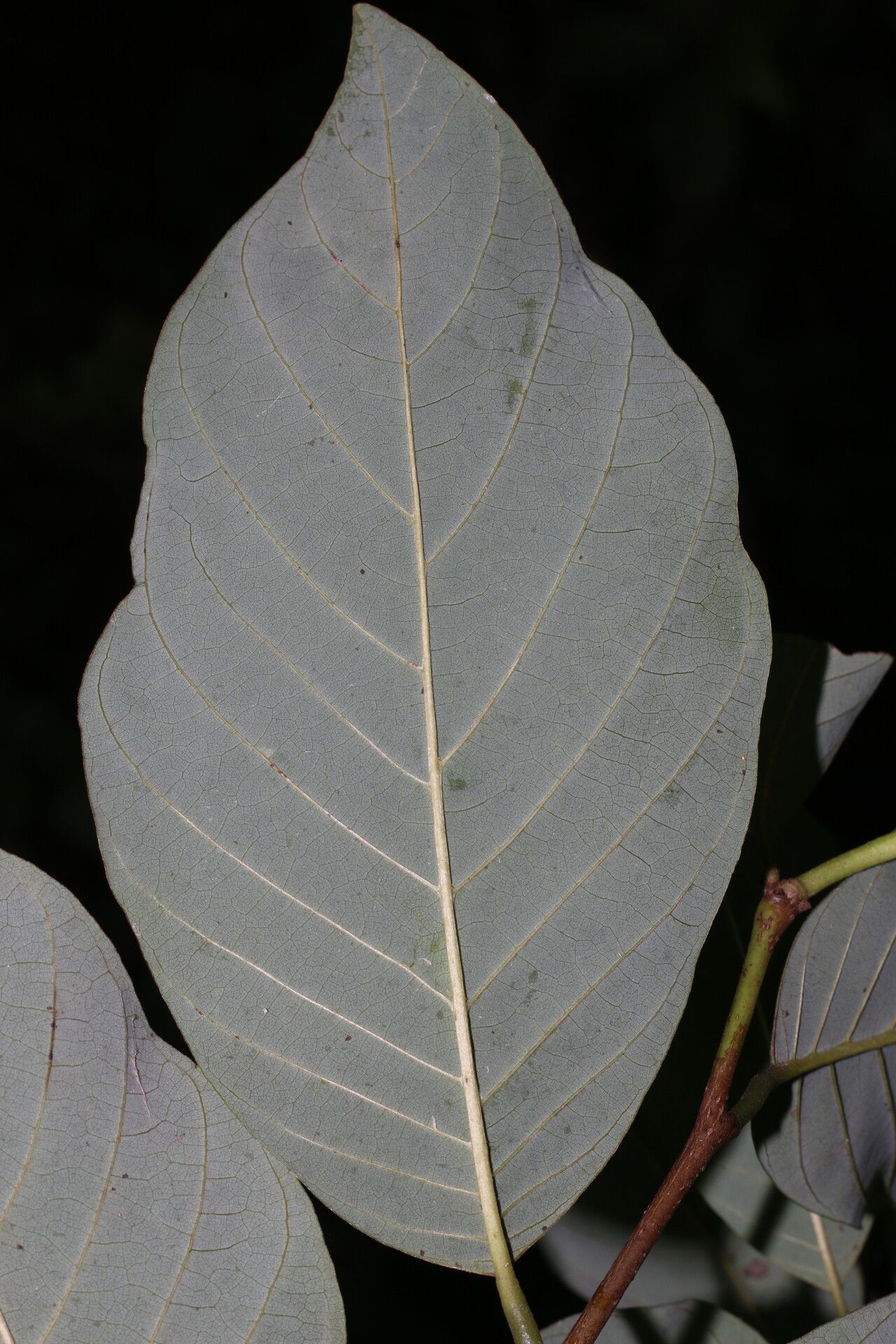Annona pruinosa leaf