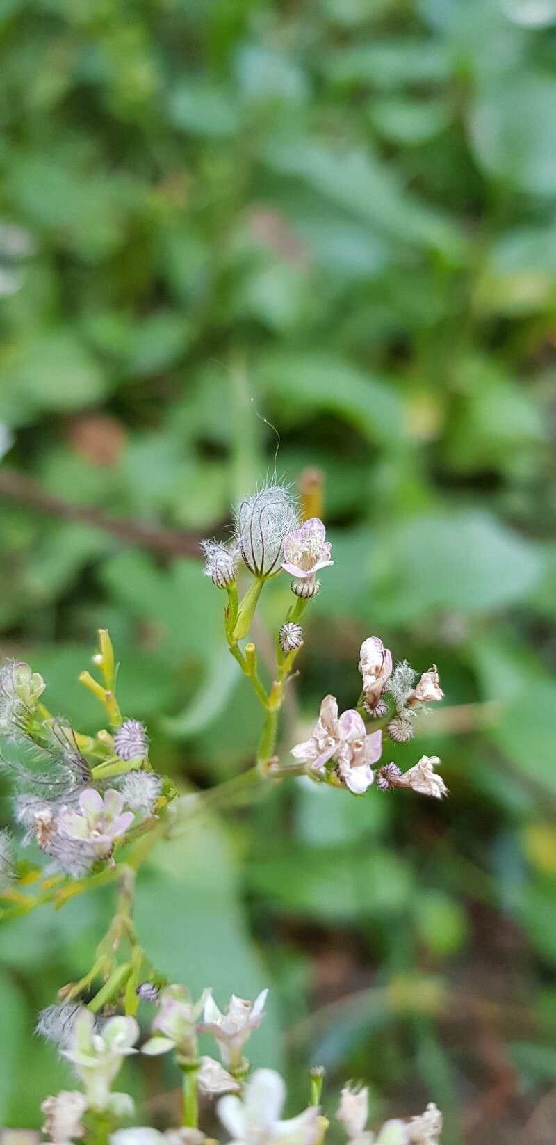 Valeriana tripteris fruit