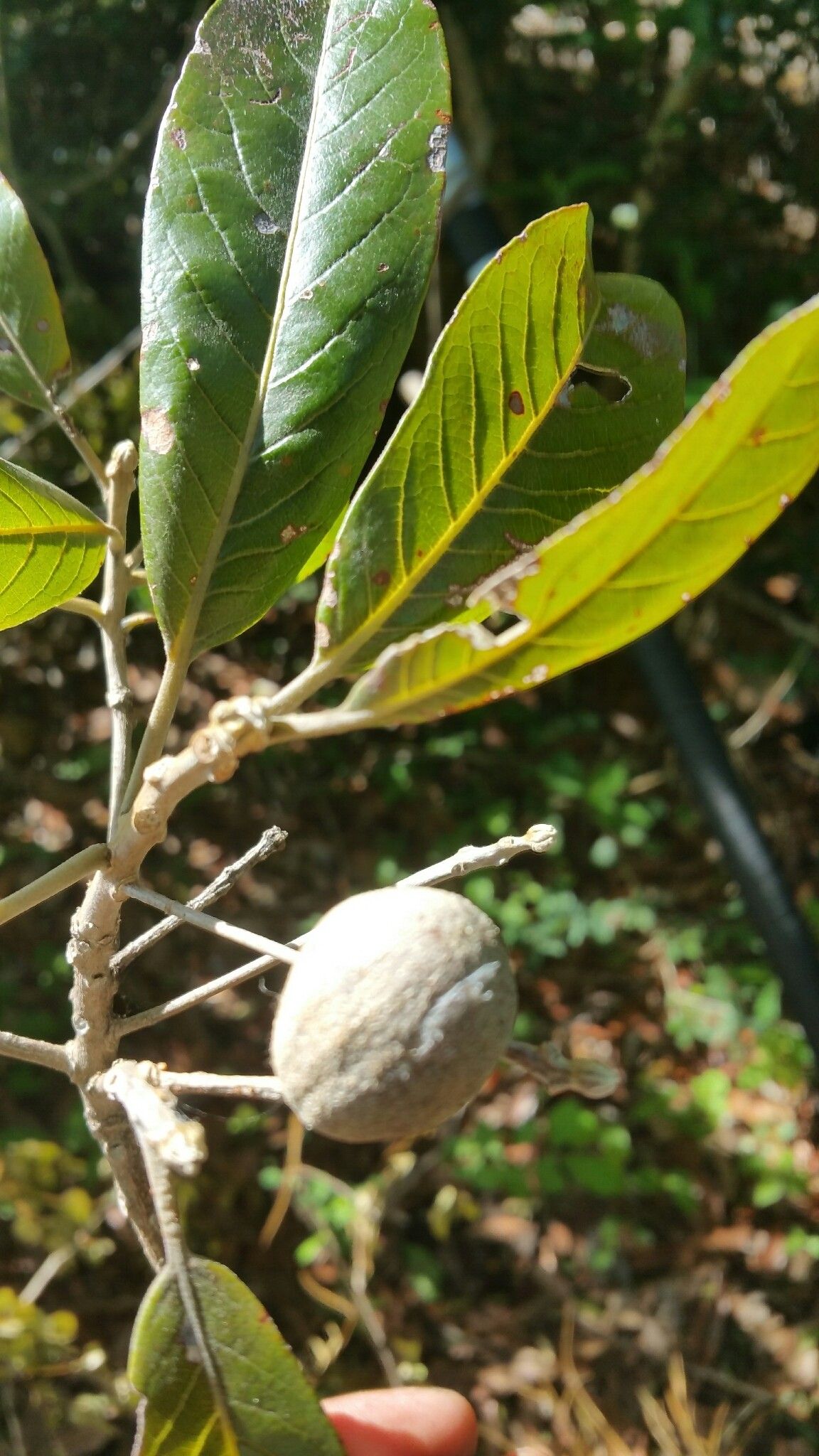 Terminalia crenata — search result for 'Terminalia'