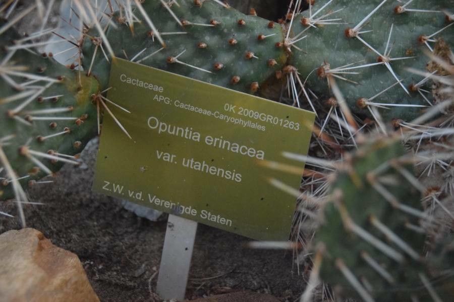 Opuntia erinacea other