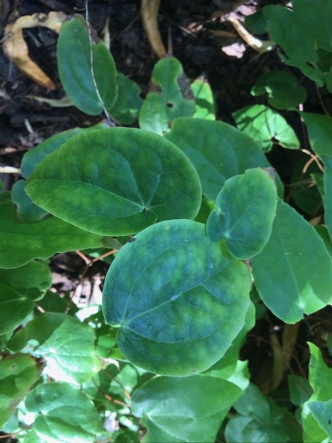 Epimedium trifoliolatobinatum — houseplant care guide