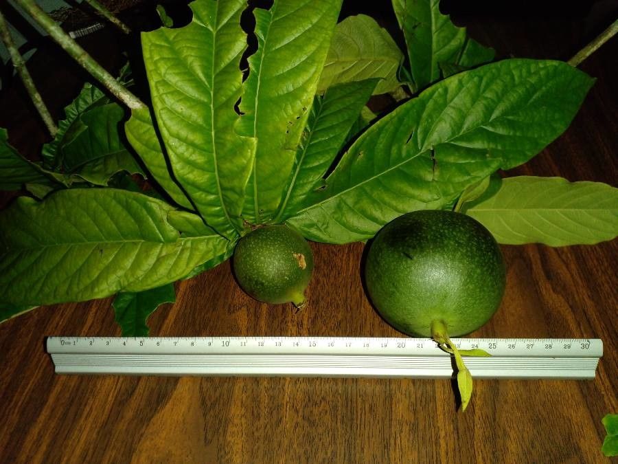 Randia genipoides fruit