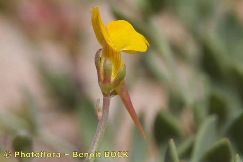 Linaria flava fruit