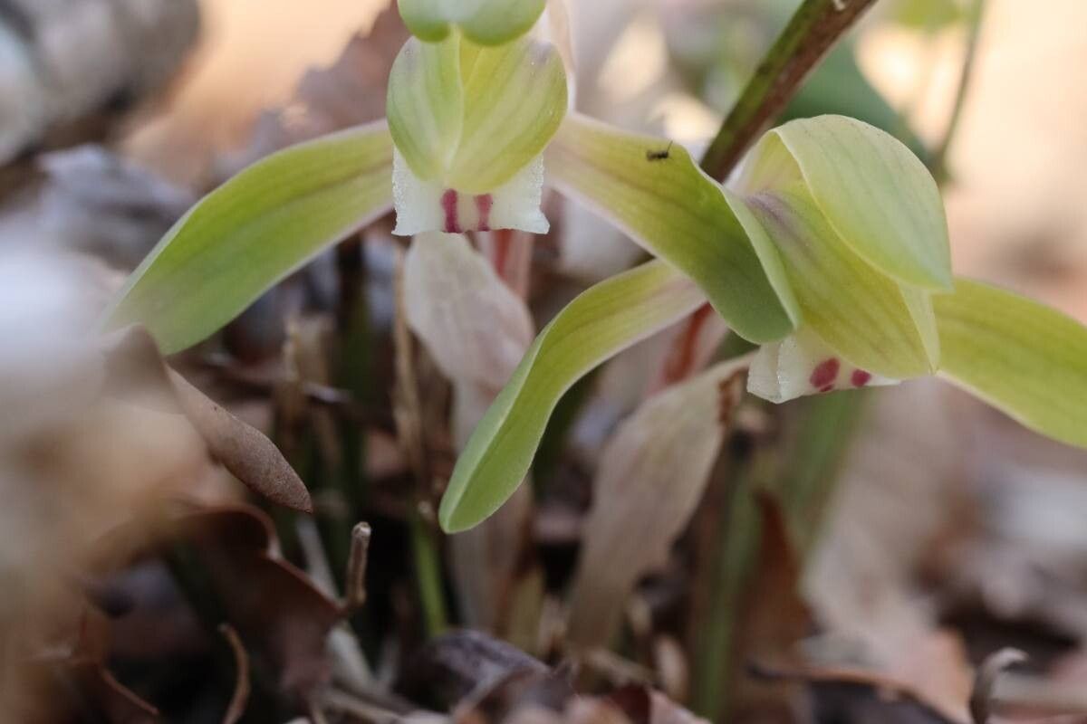 Cymbidium goeringii flower