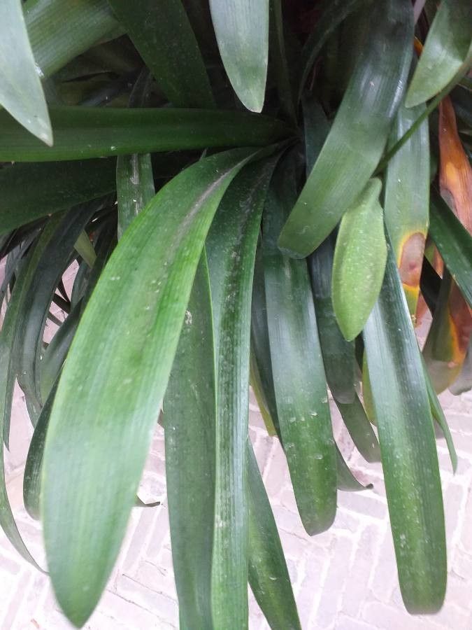 Clivia gardenii leaf