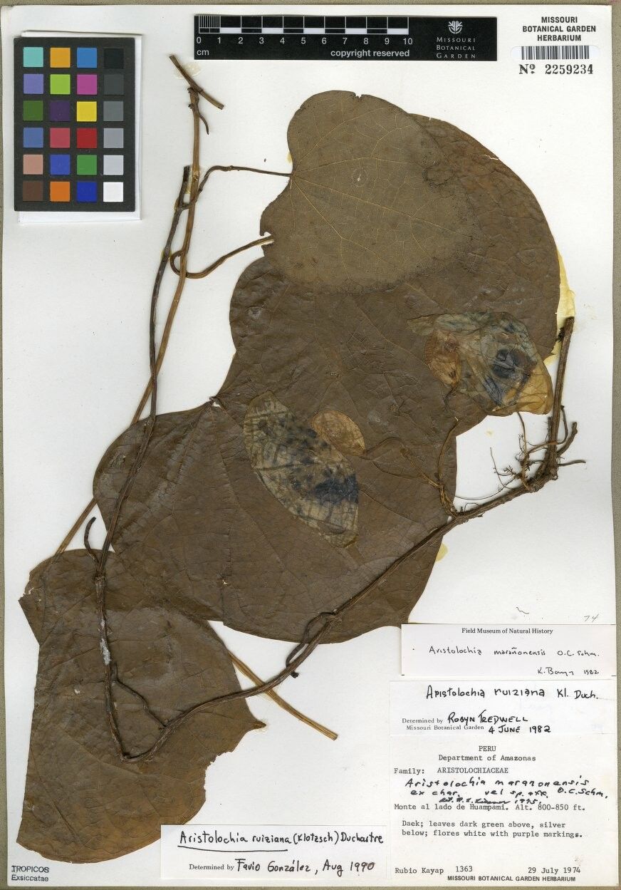 Aristolochia ruiziana other
