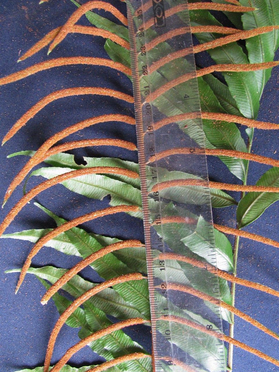 Lomariopsis maxonii — houseplant care guide