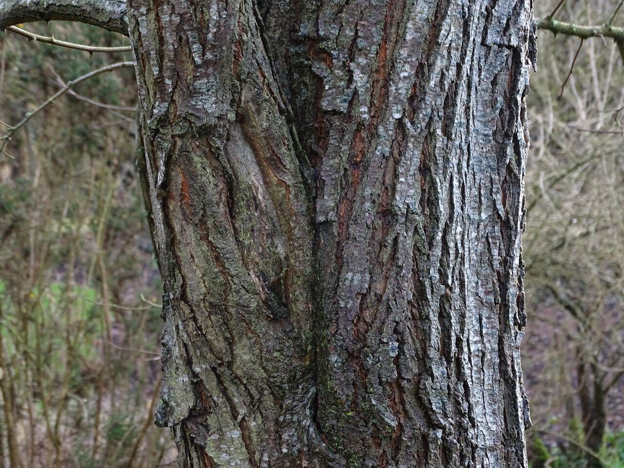 Robinia neomexicana bark