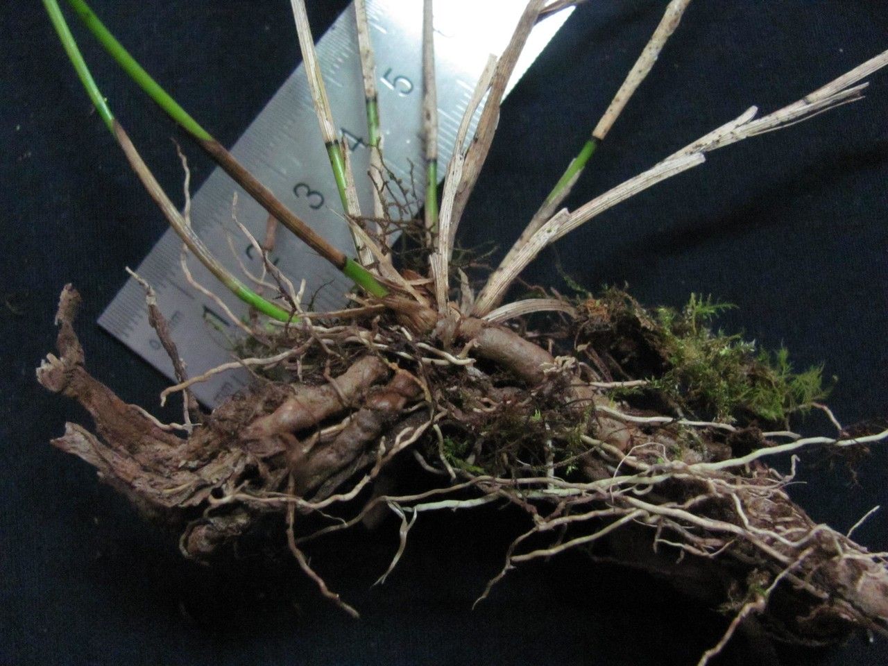 Sobralia allenii — related species from the same genus