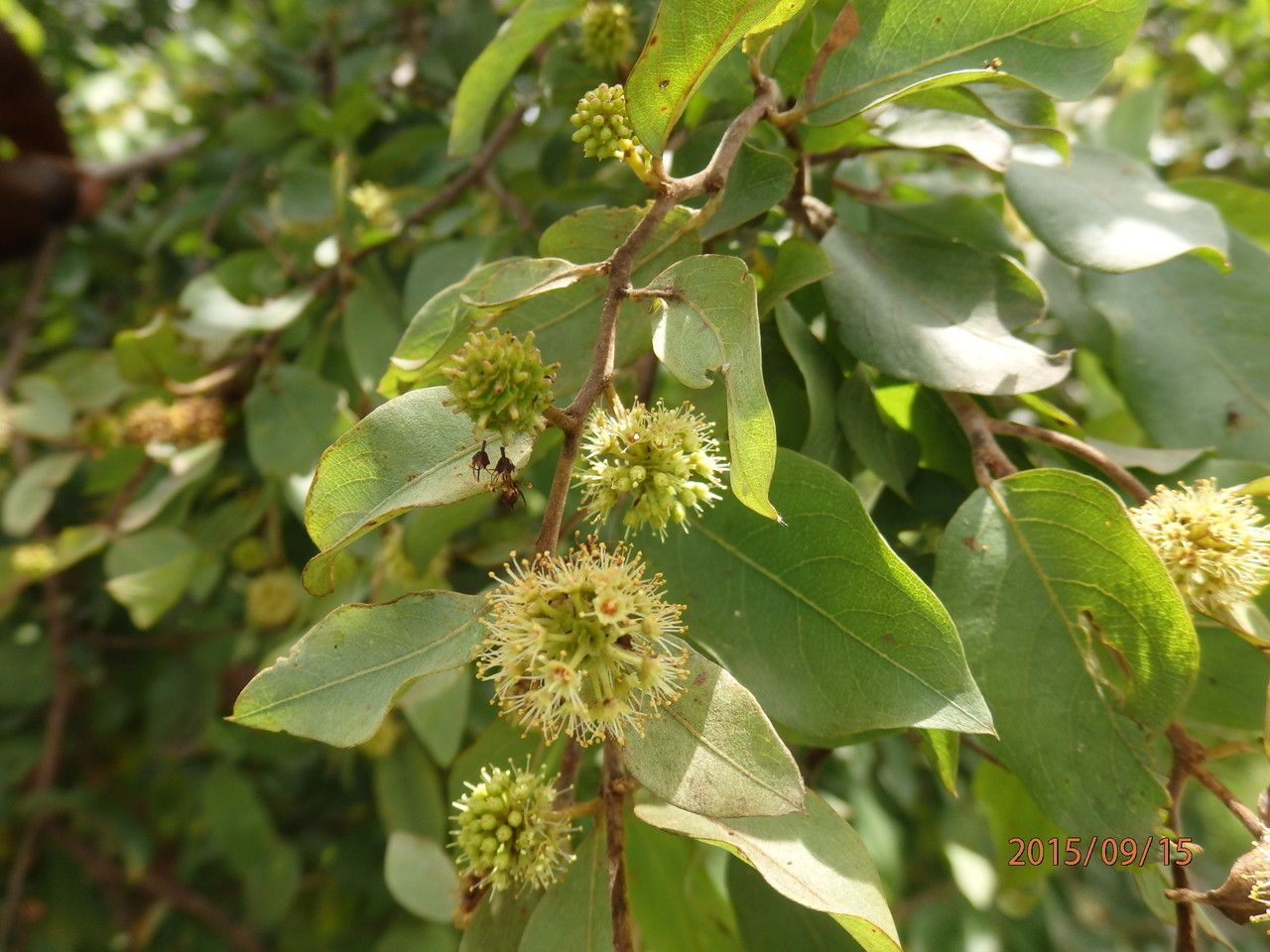 Anogeissus leiocarpa flower