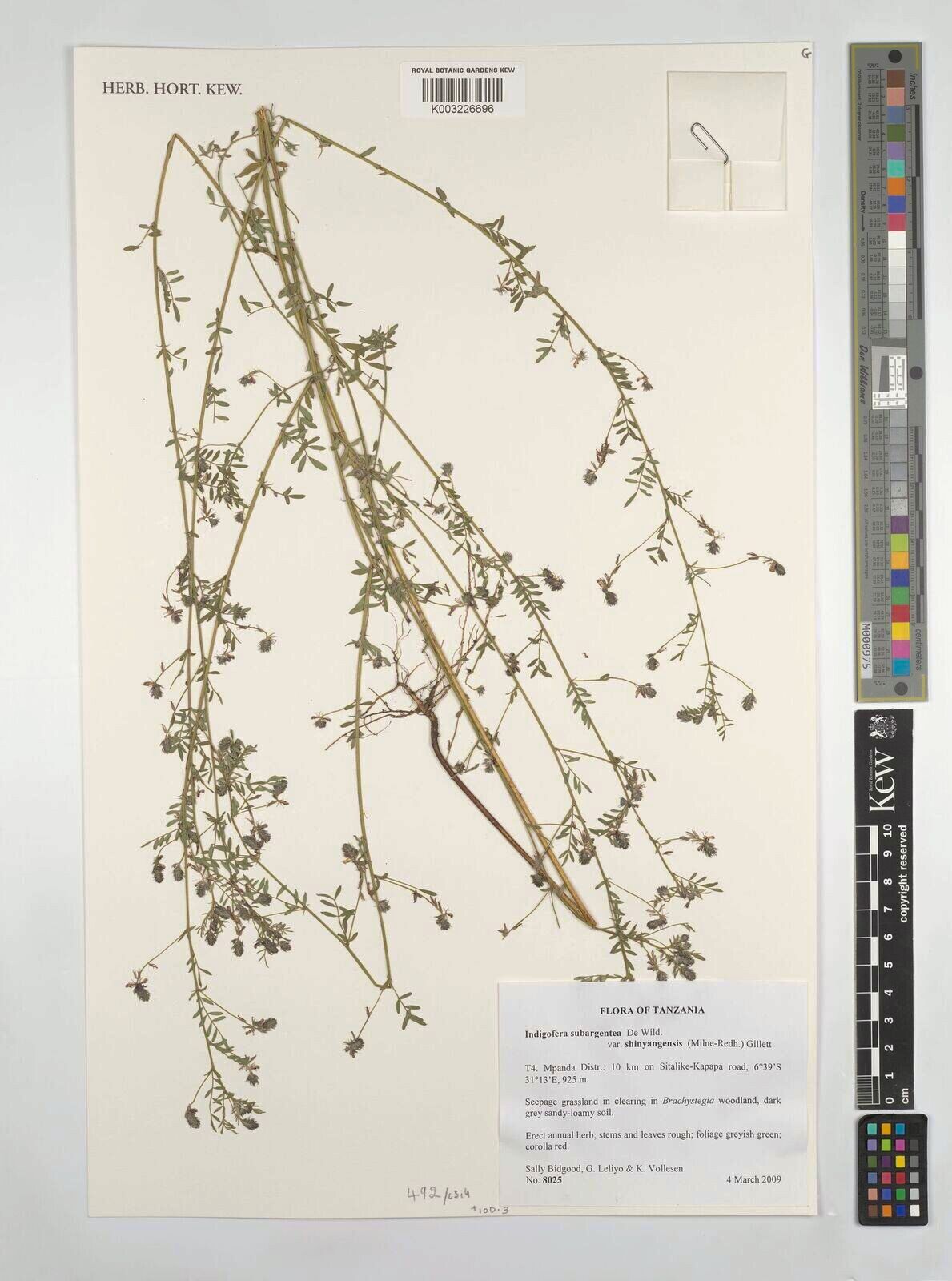 Indigofera subargentea — houseplant care guide