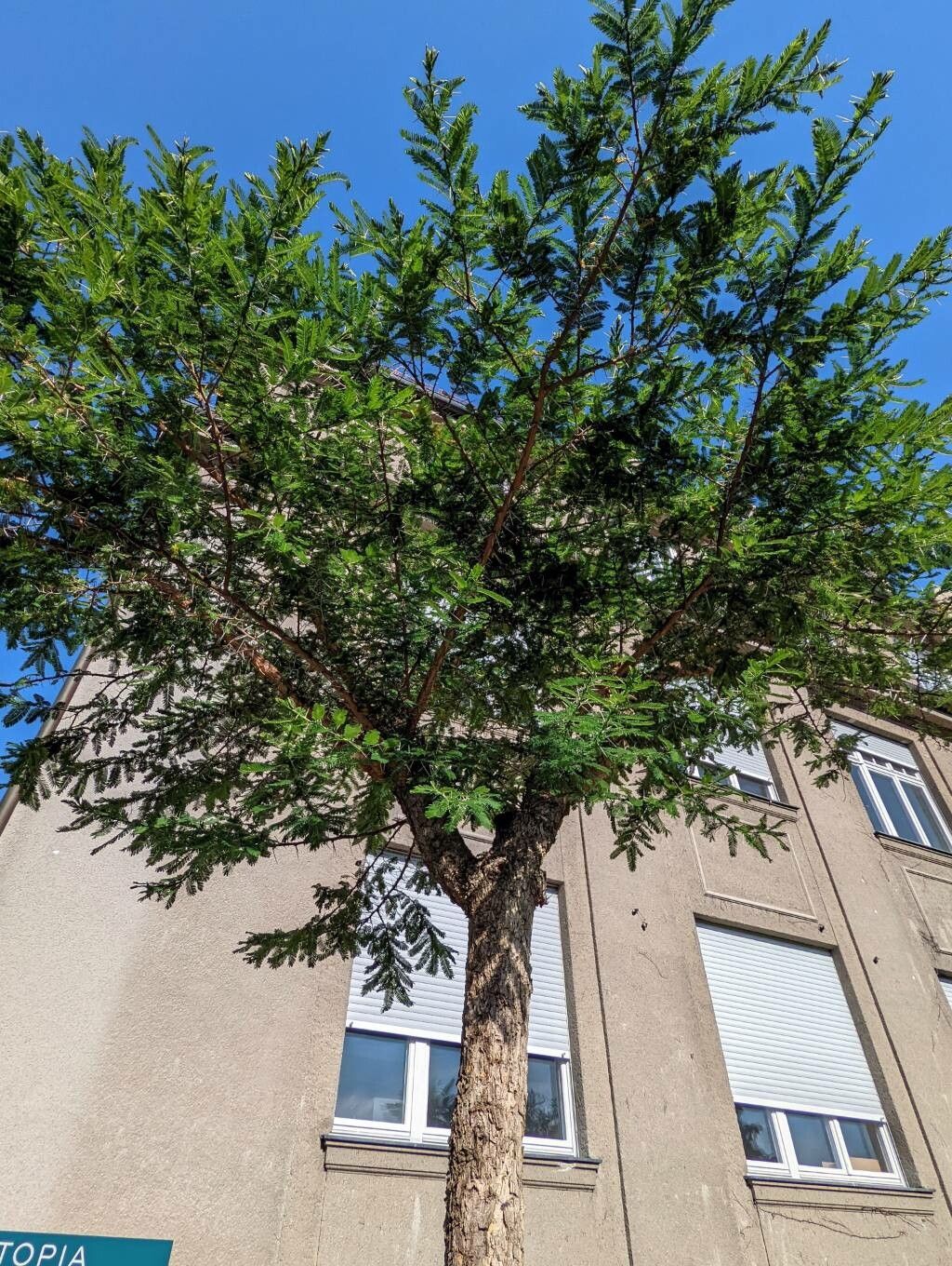 Acacia abyssinica habit