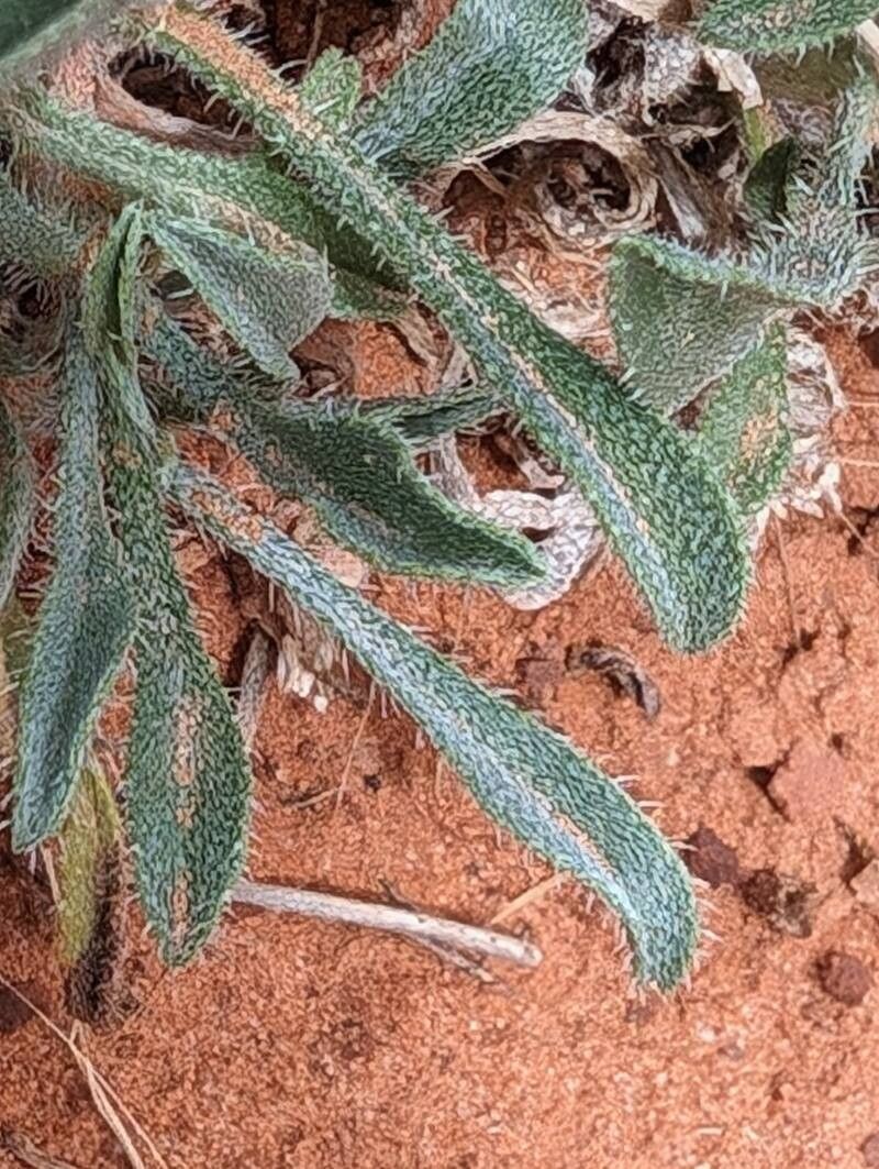 Oreocarya humilis — related species from the same genus