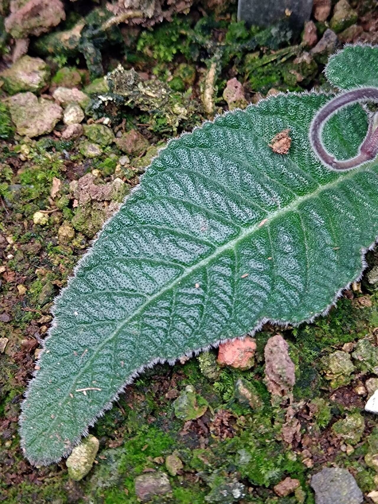Streptocarpus cyaneus leaf