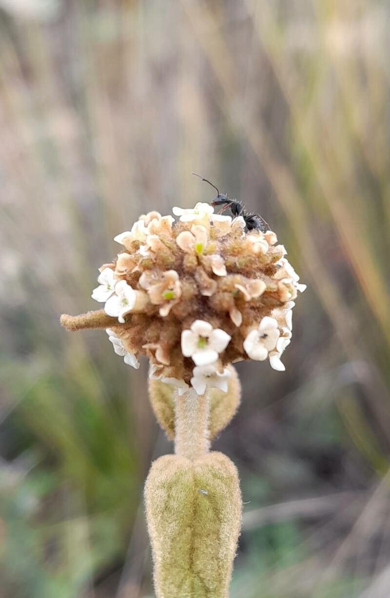 Buddleja aromatica flower
