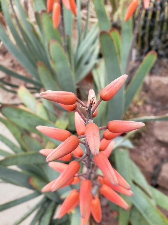 Kumara plicatilis fruit