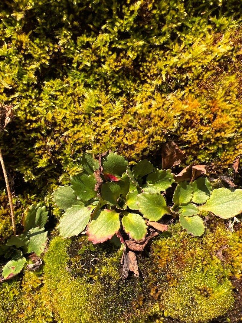 Habenaria tridactylites — search result for 'Orchidaceae'