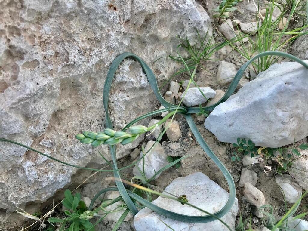 Dipcadi susianum — houseplant care guide