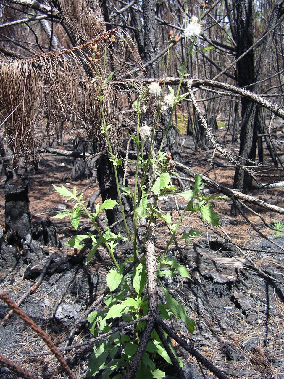 Crassocephalum rubens habit