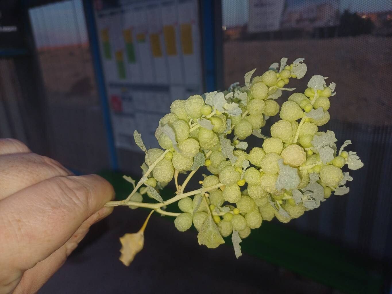 Atriplex holocarpa — houseplant care guide