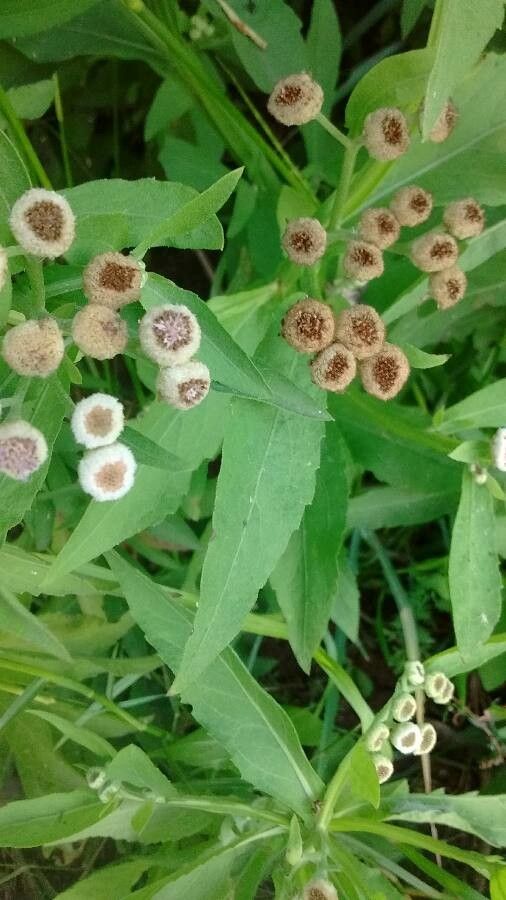 Pluchea sagittalis — search result for 'Pluchea'