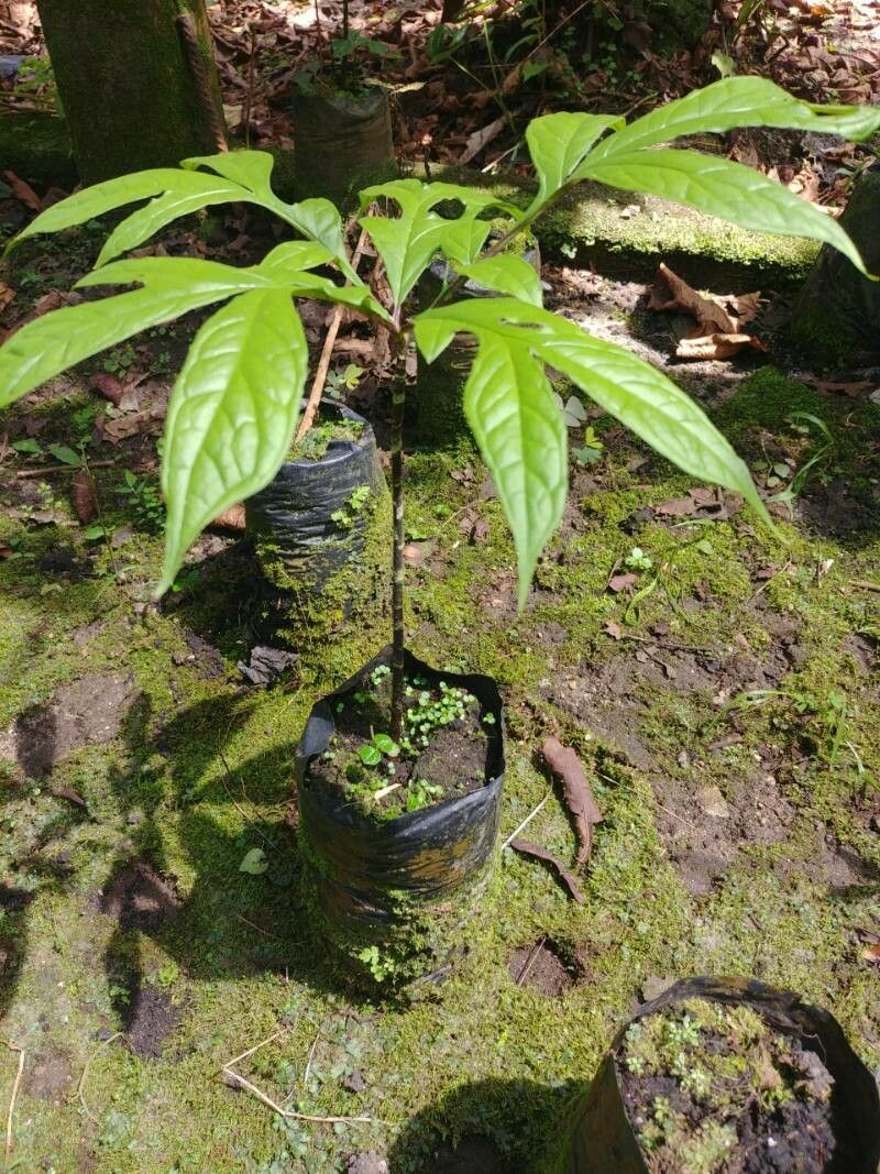 Dracontium spruceanum other