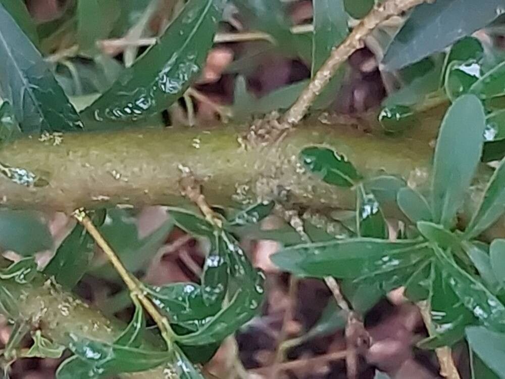 Pittosporum parvilimbum bark