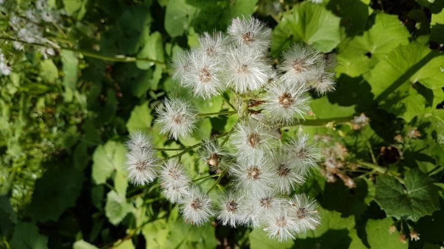 Petasites albus fruit