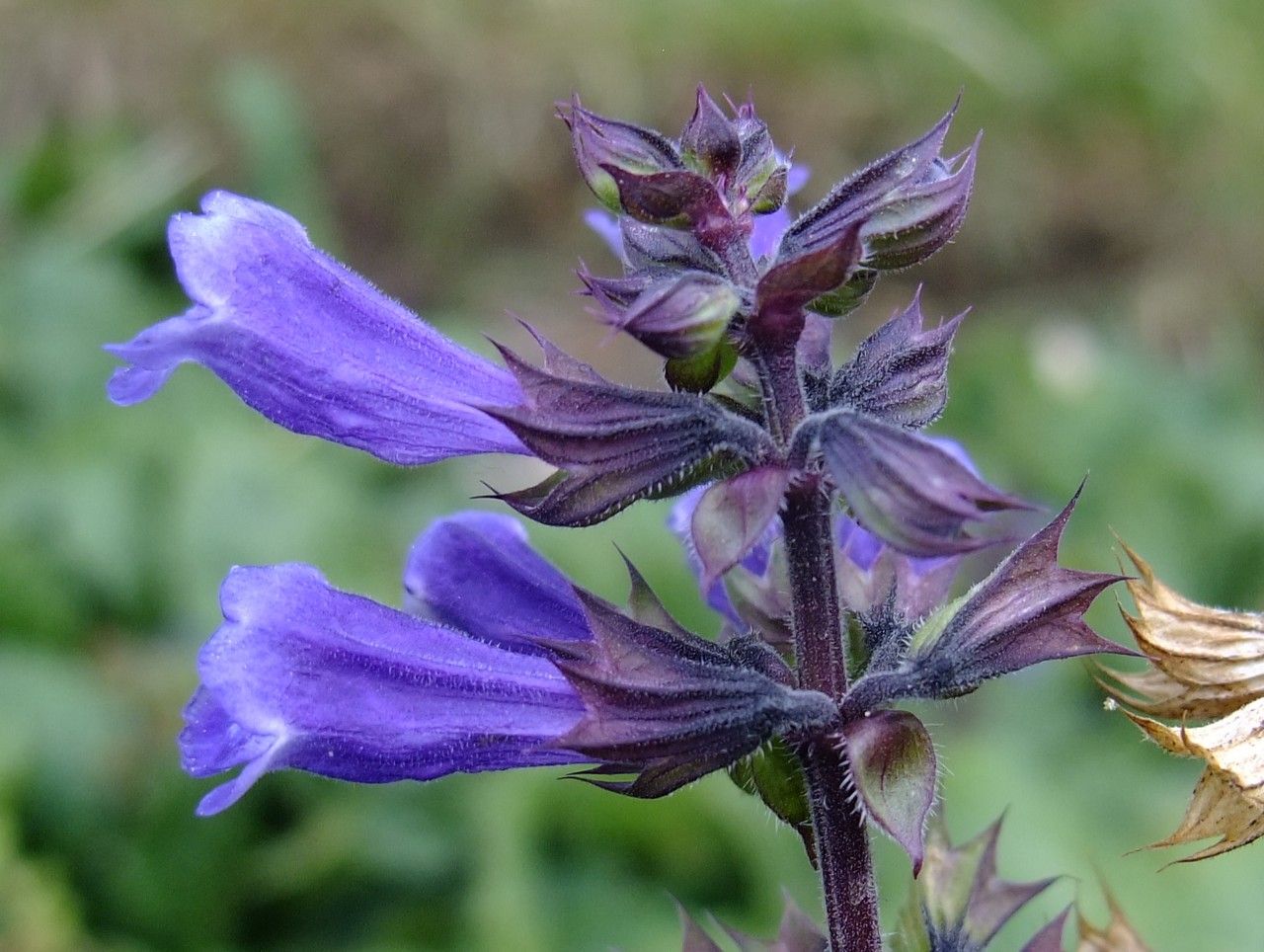 Nepeta prattii flower