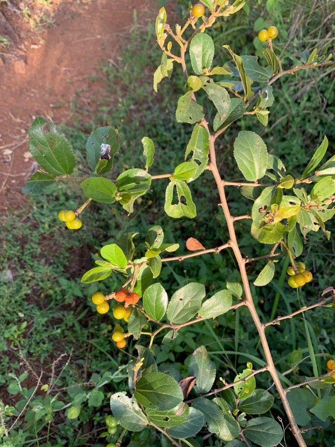 Grewia tembensis fruit