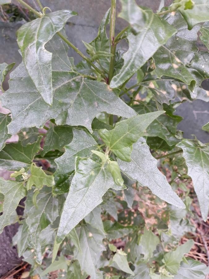 Oxybasis urbica leaf