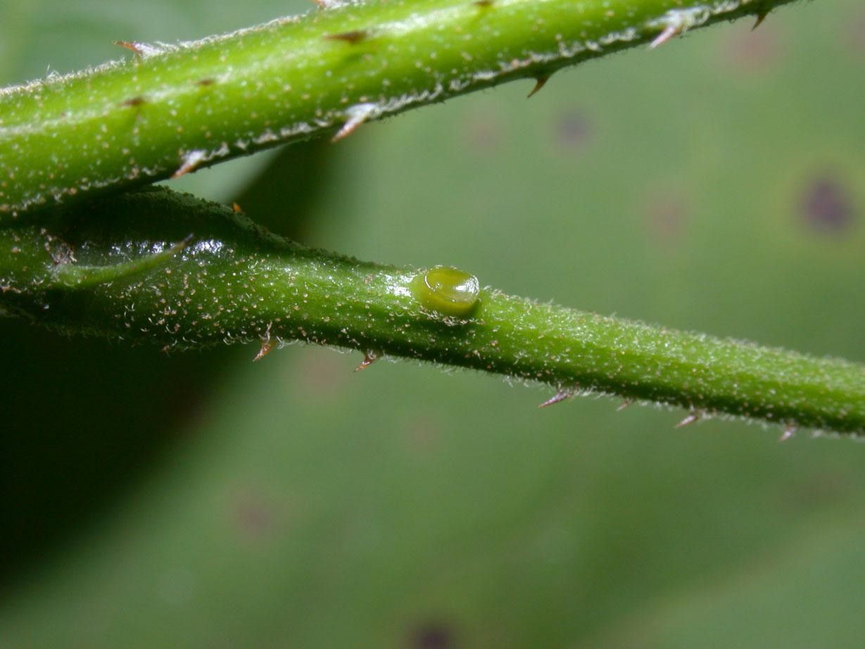 Mimosa watsonii bark