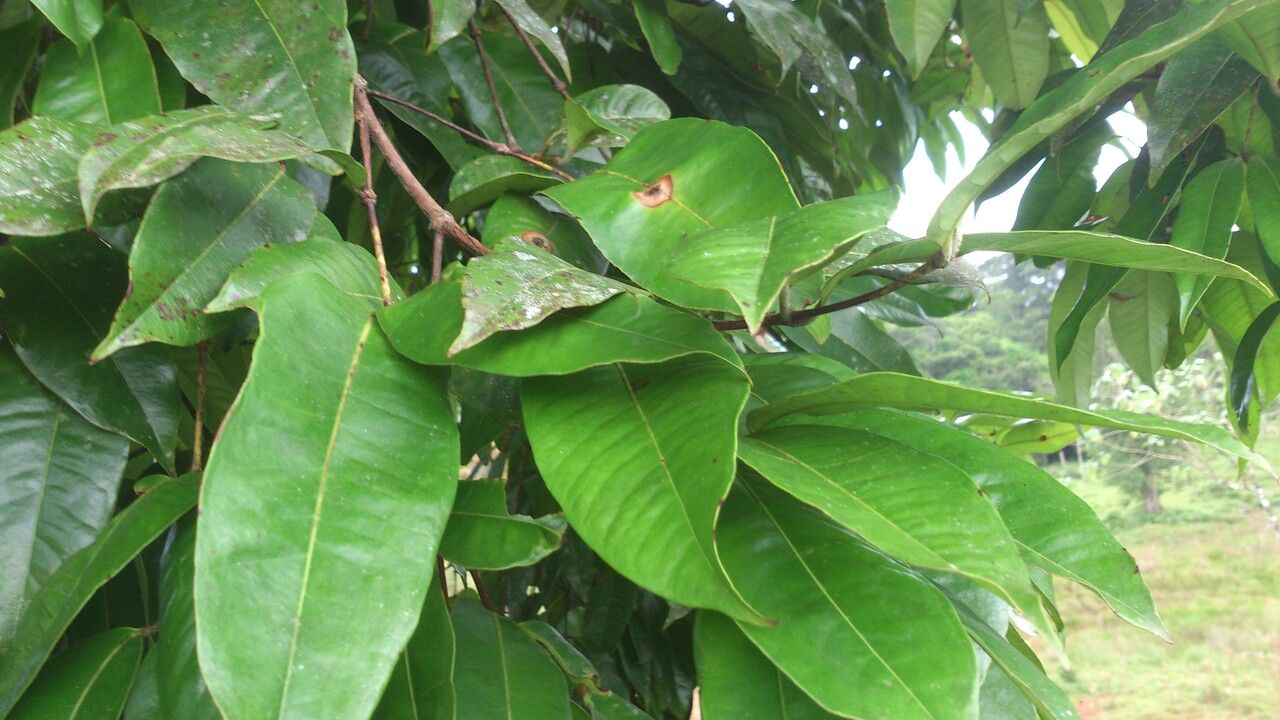 Eugenia sancarlosensis — houseplant care guide