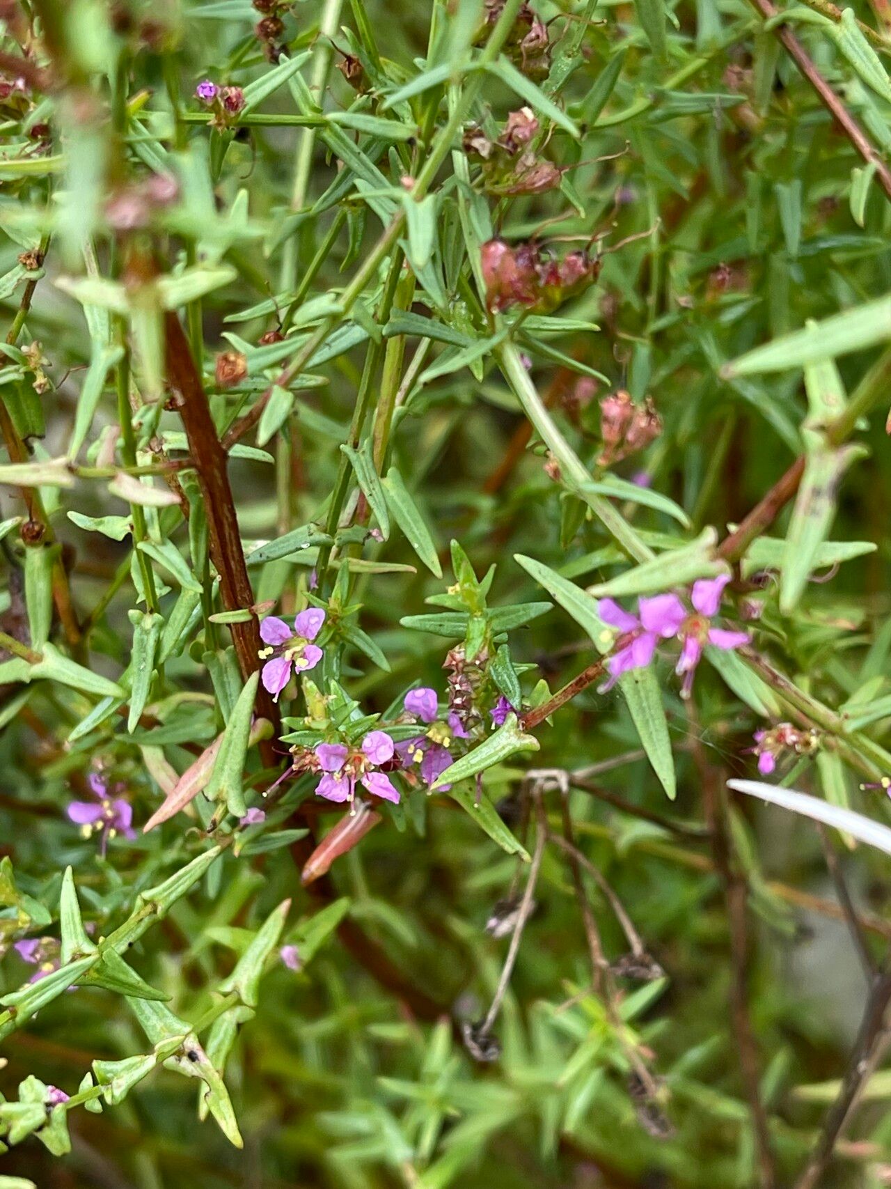 Ammannia schinzii — search result for 'Ammannia'