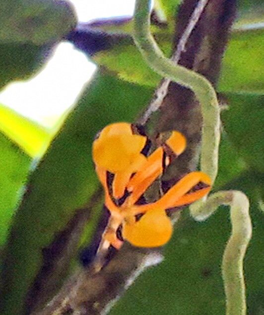 Microcoelia gilpiniae — houseplant care guide