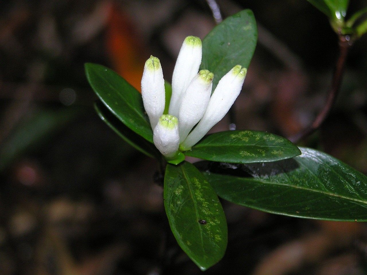 Psychotria pseudomicrodaphne — houseplant care guide