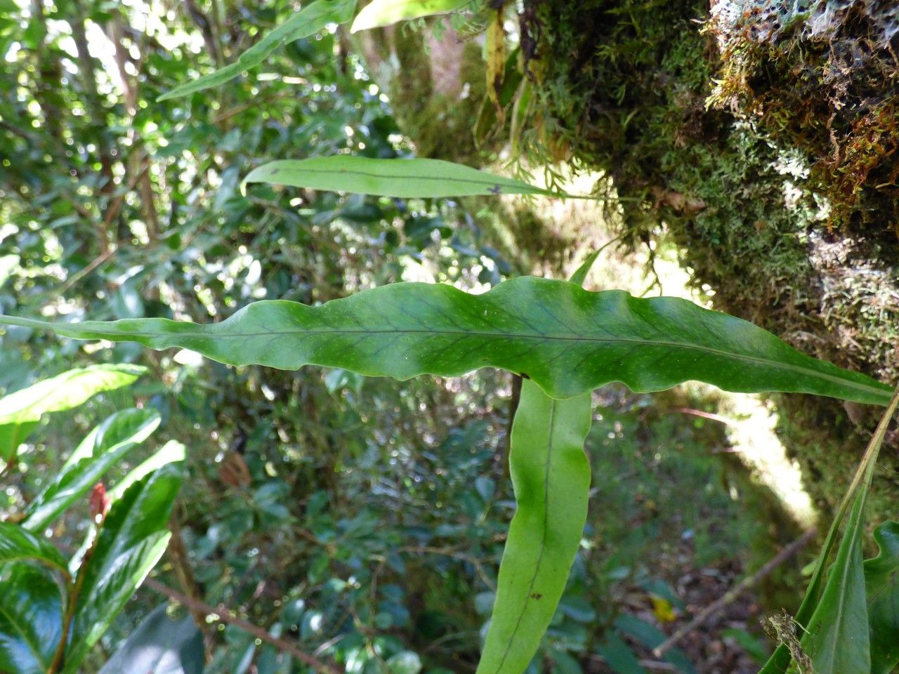 Lepisorus spicatus leaf