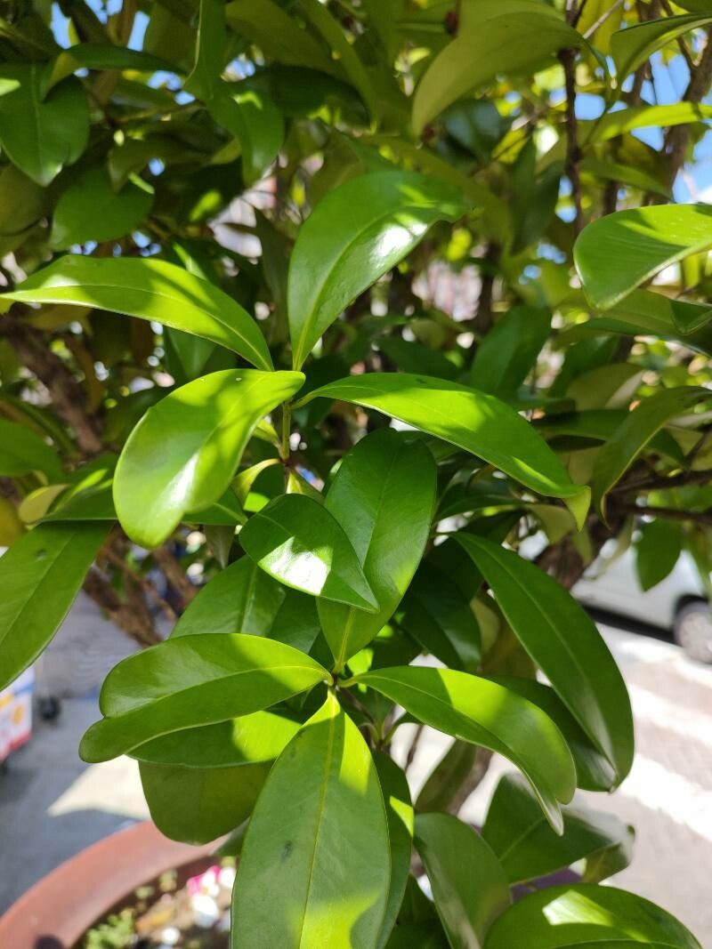 Eugenia involucrata — search result for 'Brazil'