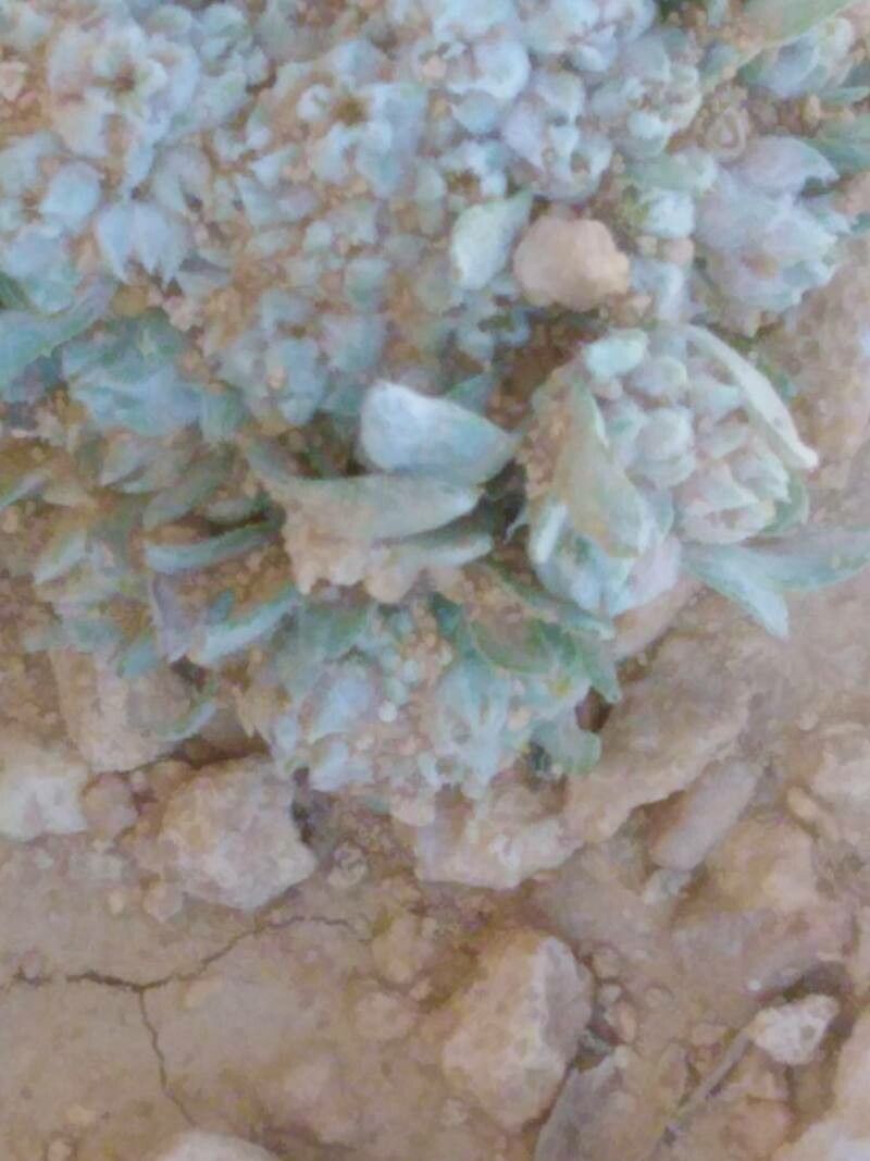 Filago desertorum habit