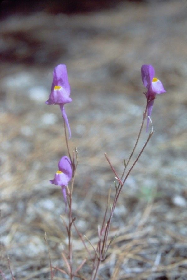 Linaria becerrae — search result for 'Linaria'