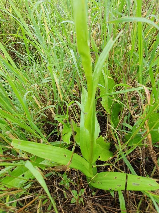 Habenaria humilior leaf