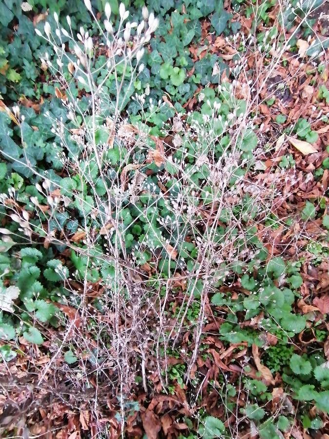 Aira caryophyllea — related species from the same genus