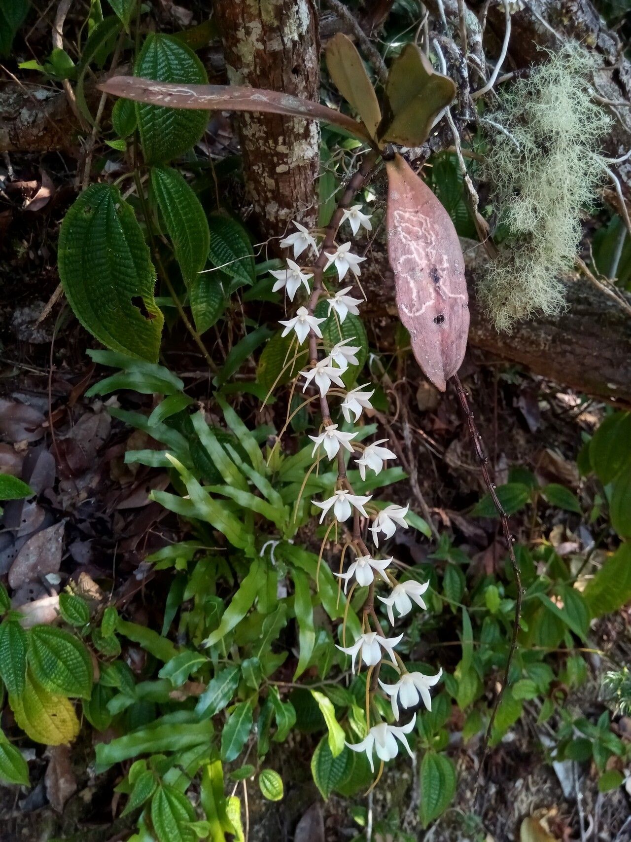 Aerangis modesta flower