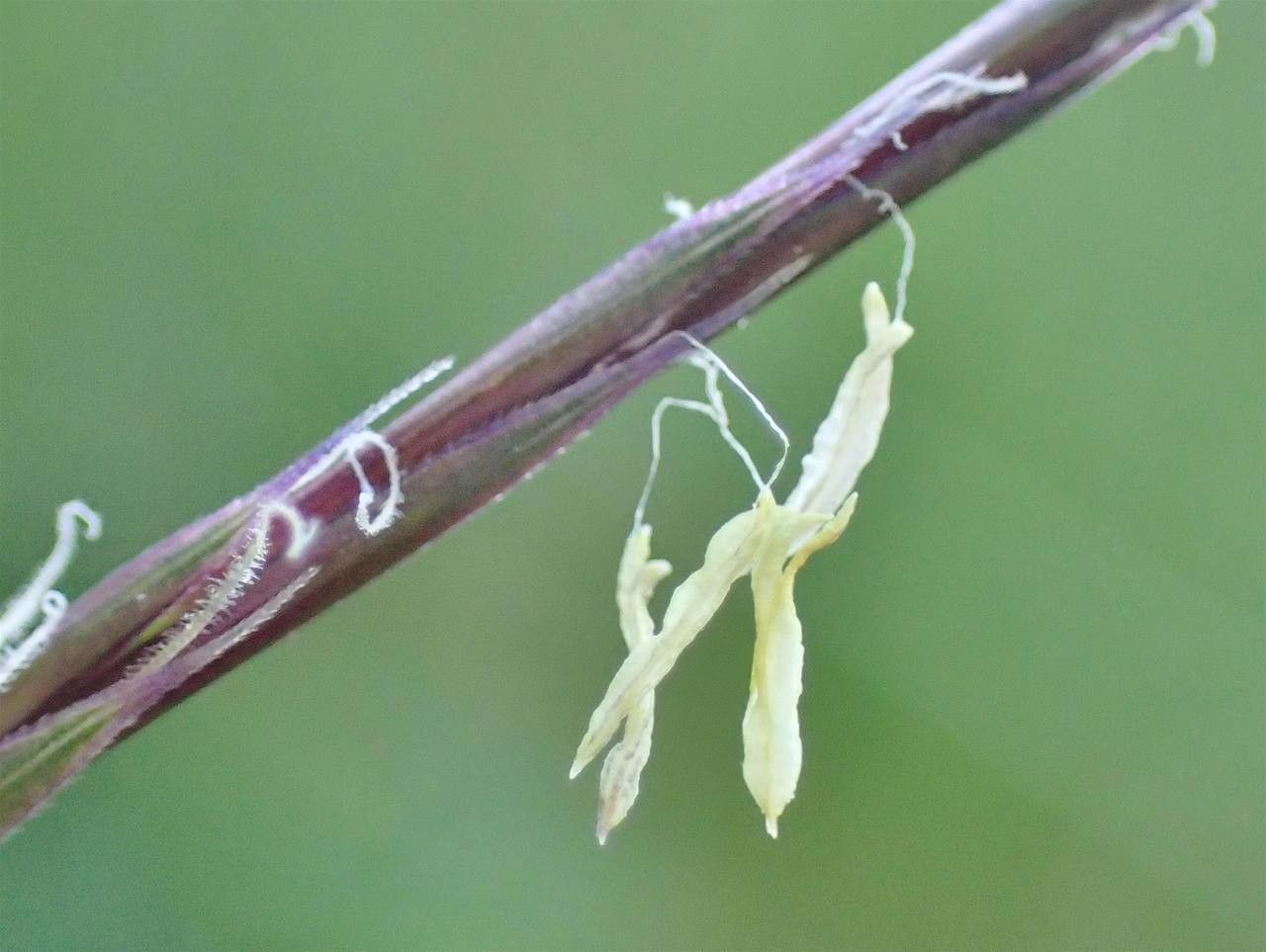 Nardus stricta fruit