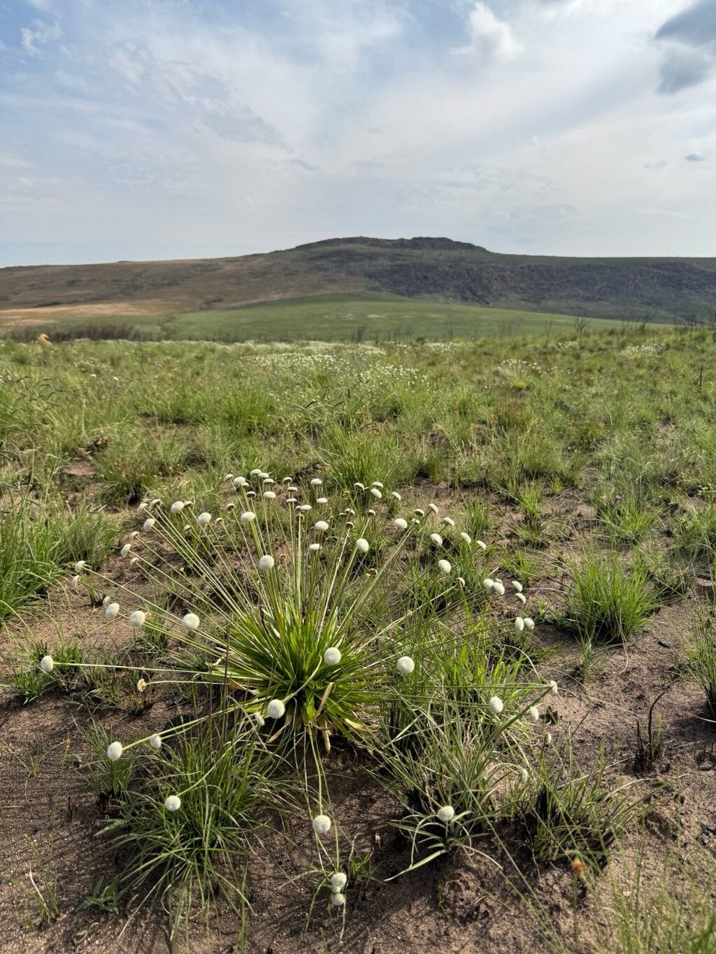 Eriocaulon modestum — houseplant care guide