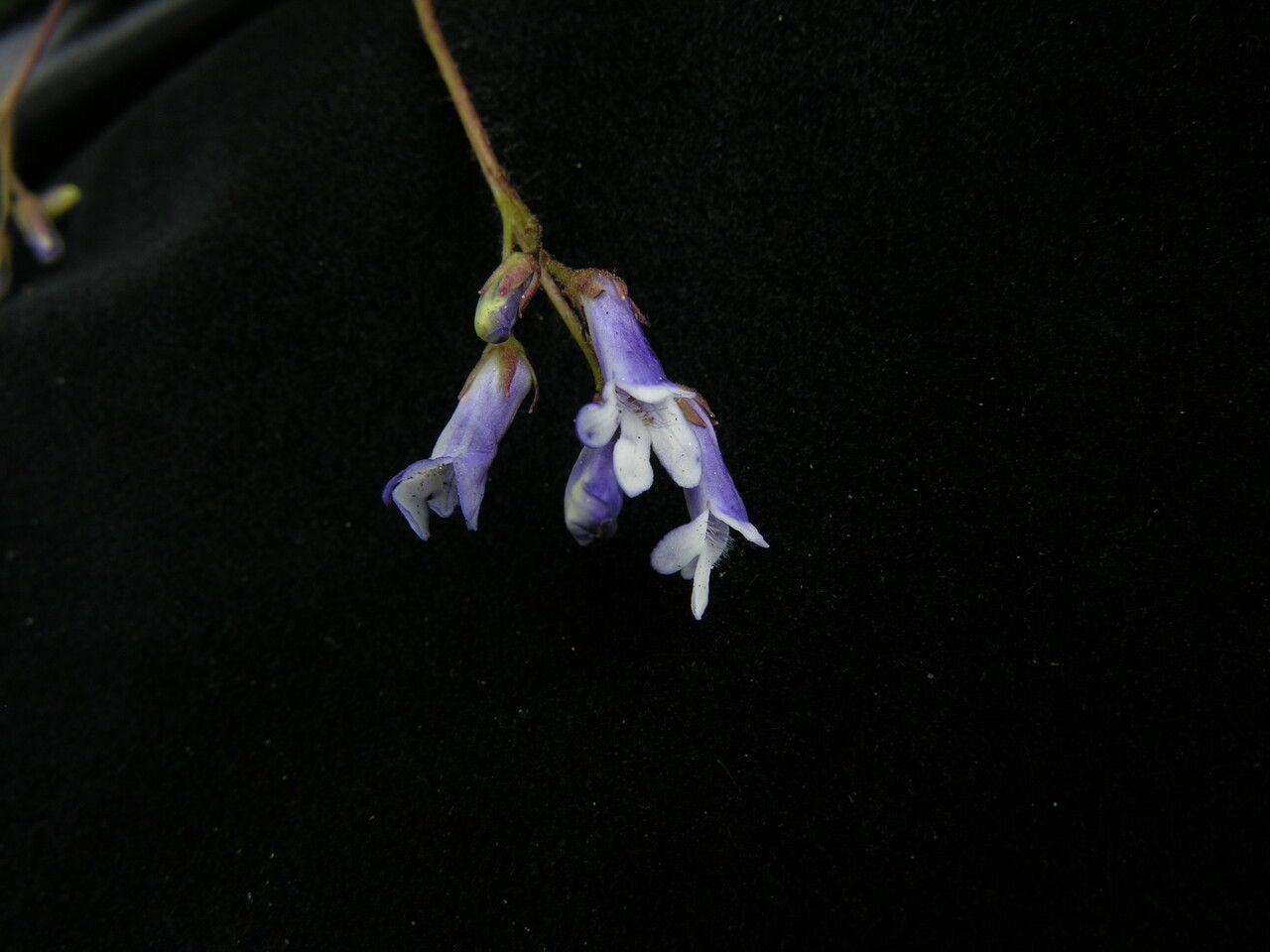 Corallodiscus lanuginosus — houseplant care guide