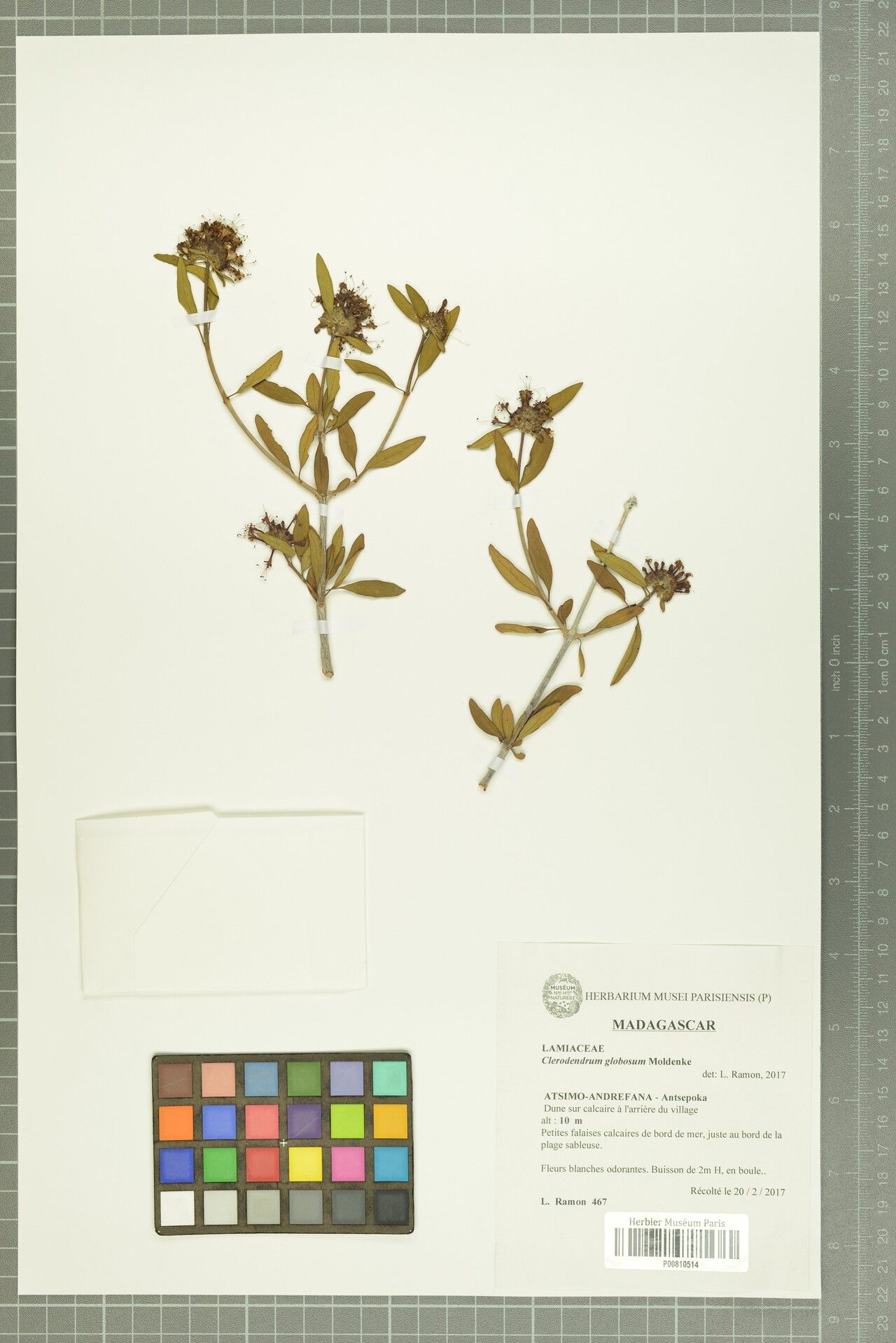 Clerodendrum globosum — houseplant care guide