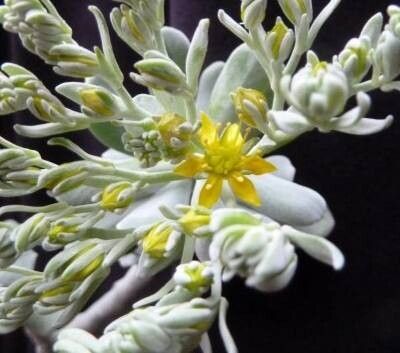 Sedum torulosum flower
