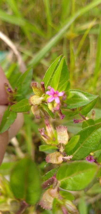 Cuphea elliptica flower